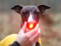Mobile Preview: Orbiloc Dog Dual - The safety light